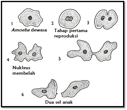 Gambarlah proses perkembangbiakan dengan cara membelah diri pada amoeba!