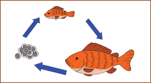 3. Gambar daur hidup ikan